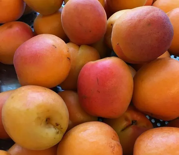 Restaurant Chesa Szálloda